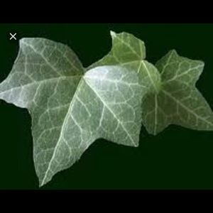 Meet your Posher, Mia